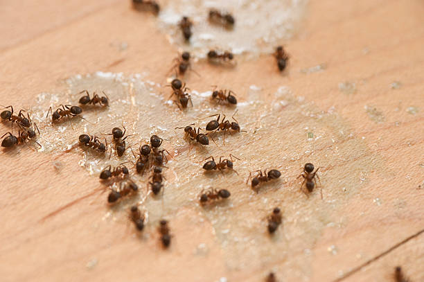 Best Pest Control Near Me in Lebanon, IN